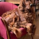 Dog 1